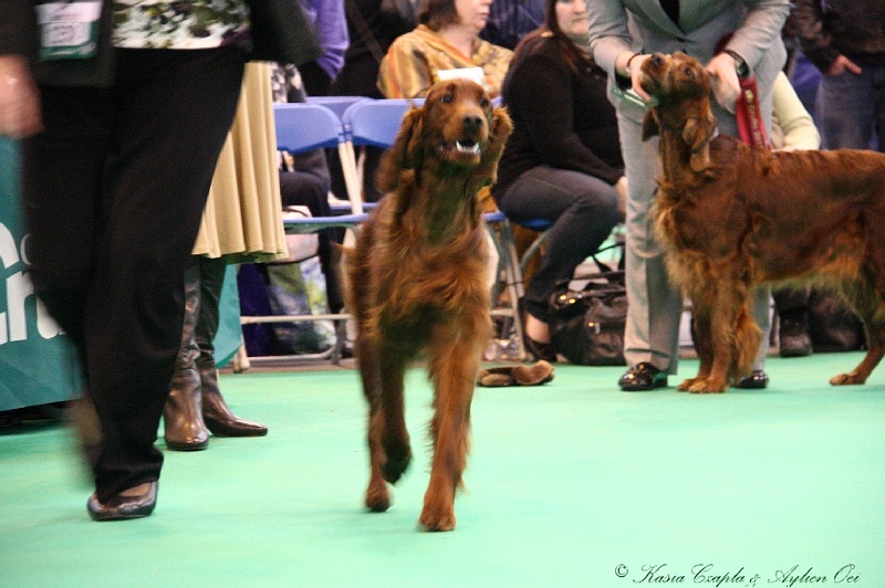 Crufts2011 917.jpg